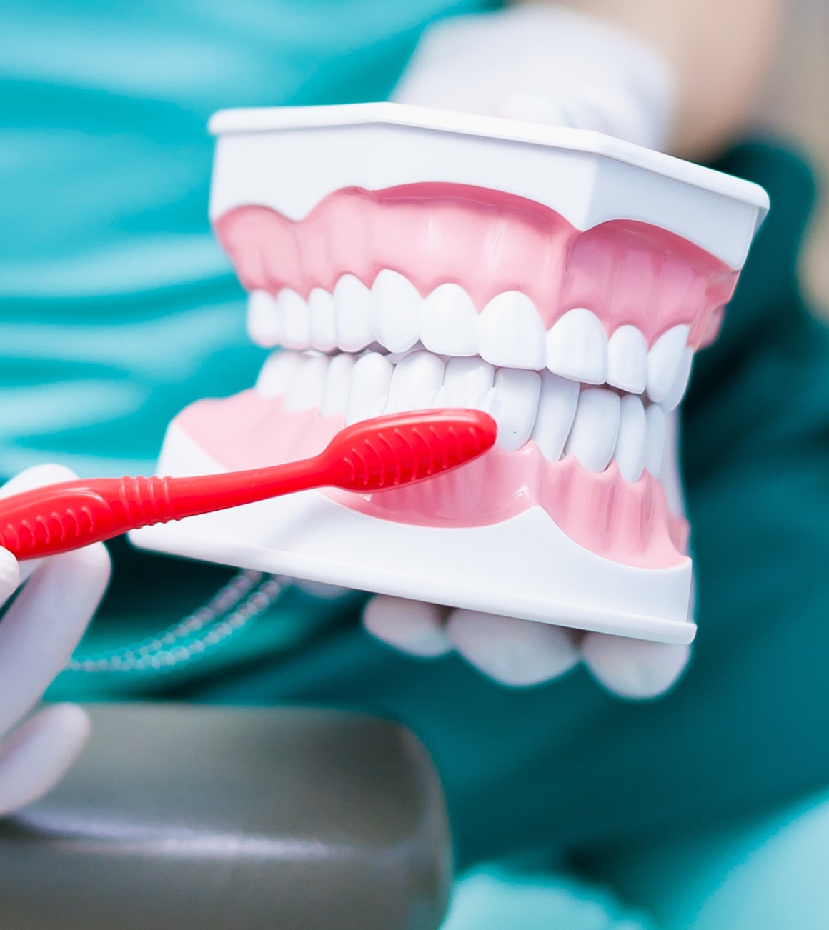 Dental model and toothbrush demonstrating oral hygiene care in High Wycombe